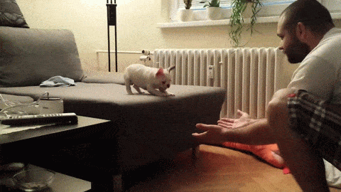 GIF: French bull dog jumping off couch 